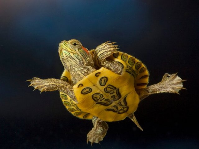 Породы черепах в Гусиноозерске | ЗооТом портал о животных