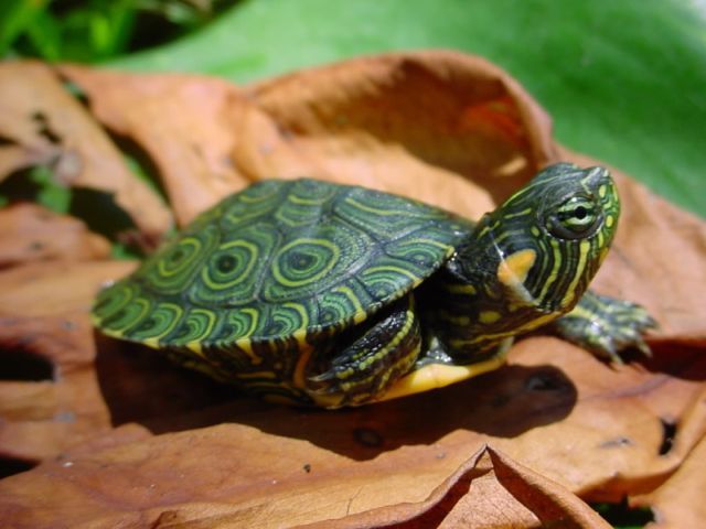 Породы черепах в Гусиноозерске | ЗооТом портал о животных