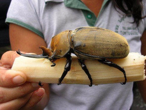 Породы жуков в Гусиноозерске | ЗооТом портал о животных