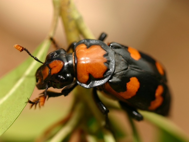 Все о жуках в Гусиноозерске | ЗооТом портал о животных