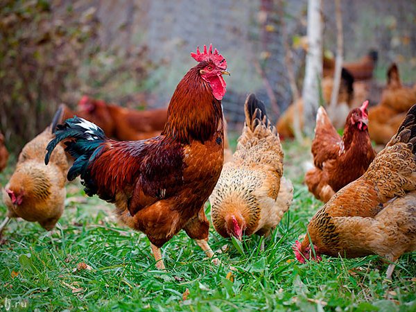Породы куриц | ЗооТом - продажа, вязка и услуги для животных в Гусиноозерске