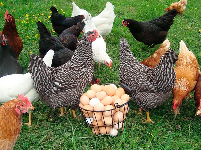 Содержание кур и уход за ними | ЗооТом - продажа, вязка и услуги для животных в Гусиноозерске