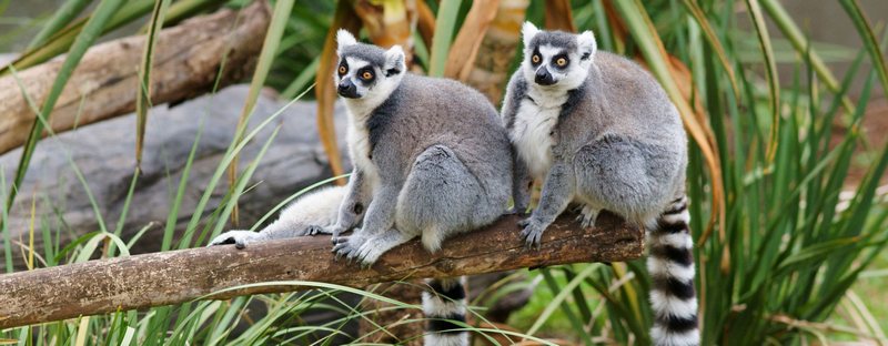 Все о лемурах | ЗооТом - продажа, вязка и услуги для животных в Гусиноозерске