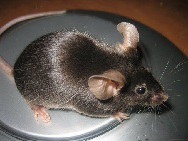 Все о мышах в Гусиноозерске | ЗооТом - продажа, вязка и услуги для животных в Гусиноозерске
