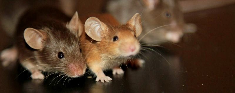 Все о мышах в Гусиноозерске | ЗооТом - продажа, вязка и услуги для животных в Гусиноозерске