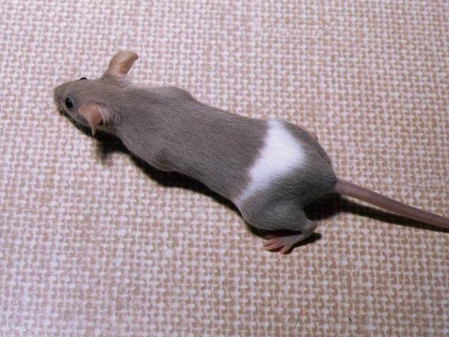 Породы мышей | ЗооТом - продажа, вязка и услуги для животных в Гусиноозерске