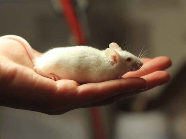 Содержание мышей и уход за ними в Гусиноозерске | ЗооТом - продажа, вязка и услуги для животных в Гусиноозерске