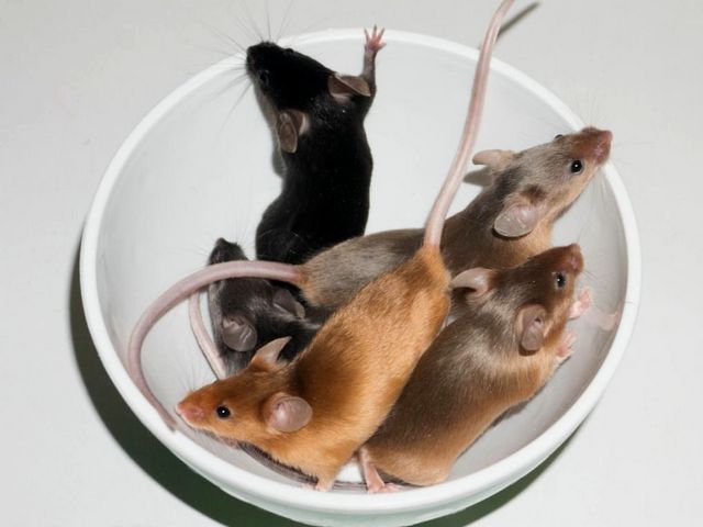 Содержание мышей и уход за ними в Гусиноозерске | ЗооТом - продажа, вязка и услуги для животных в Гусиноозерске