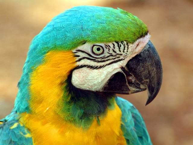 Все о попугаях в Гусиноозерске | ЗооТом портал о животных
