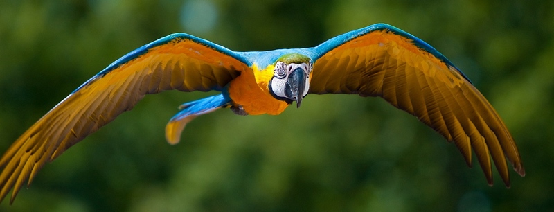 Все о попугаях в Гусиноозерске | ЗооТом портал о животных