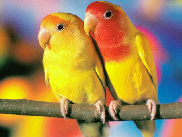 Породы попугаев | ЗооТом - продажа, вязка и услуги для животных в Гусиноозерске