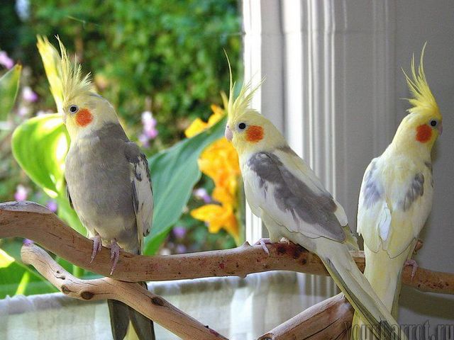Содержание попугаев и уход за ними | ЗооТом - продажа, вязка и услуги для животных в Гусиноозерске
