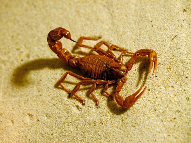 Породы скорпионов в Гусиноозерске | ЗооТом портал о животных
