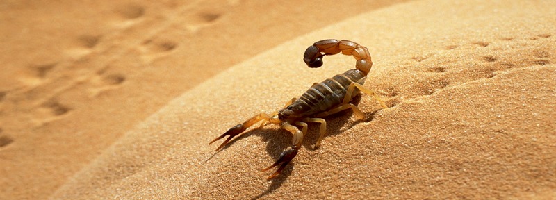 Все о скорпионах в Гусиноозерске | ЗооТом портал о животных