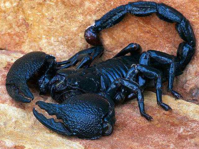 Все о скорпионах в Гусиноозерске | ЗооТом портал о животных