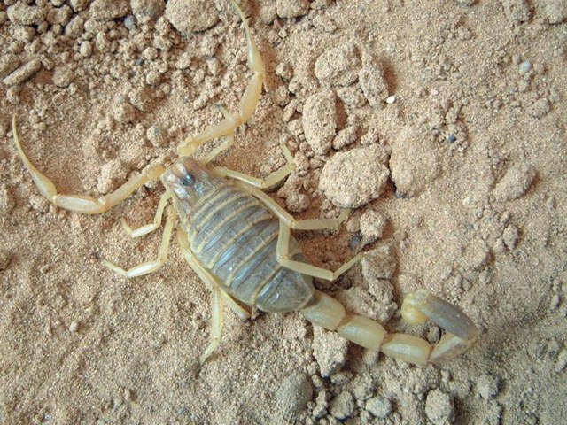 Содержание скорпионов и уход за ними в Гусиноозерске | ЗооТом портал о животных