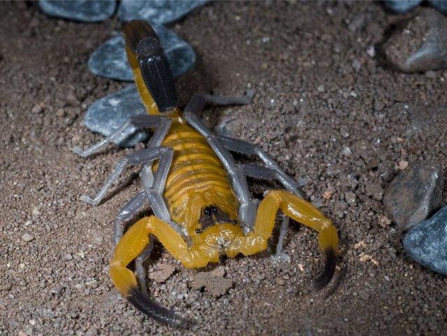 Содержание скорпионов и уход за ними в Гусиноозерске | ЗооТом портал о животных