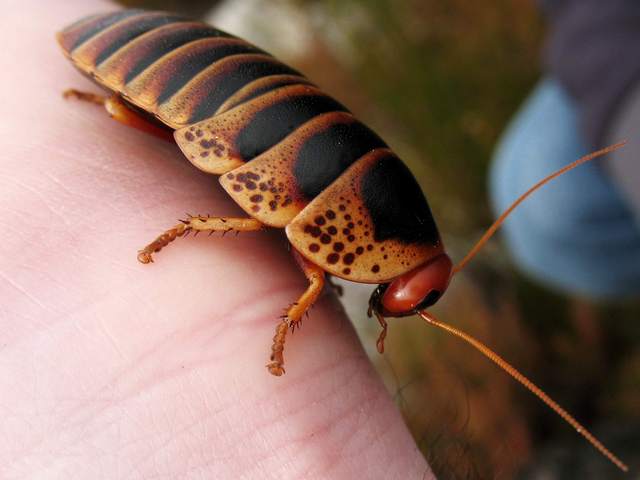 Породы тараканов в Гусиноозерске | ЗооТом портал о животных