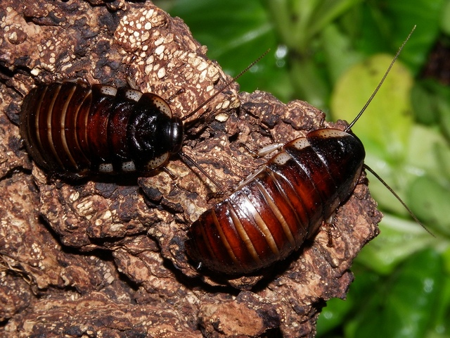 Породы тараканов в Гусиноозерске | ЗооТом портал о животных