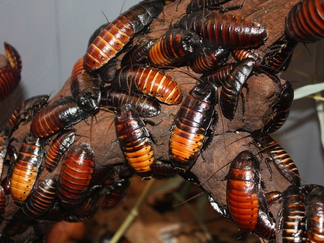 Содержание тараканов и уход за ними в Гусиноозерске | ЗооТом портал о животных