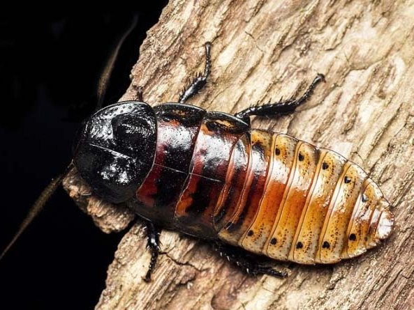 Все о тараканах в Гусиноозерске | ЗооТом портал о животных