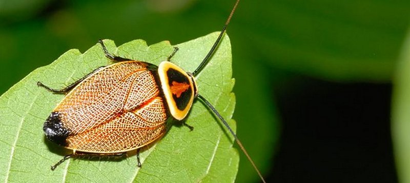 Все о тараканах в Гусиноозерске | ЗооТом портал о животных