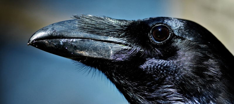 Все о воронах в Гусиноозерске | ЗооТом портал о животных