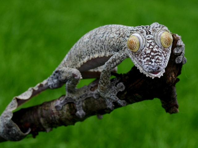 Породы гекконов | ЗооТом - продажа, вязка и услуги для животных в Гусиноозерске