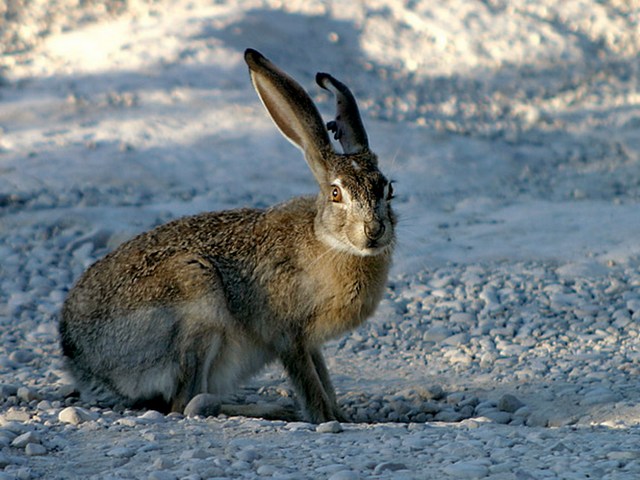 Породы зайцев | ЗооТом - продажа, вязка и услуги для животных в Гусиноозерске