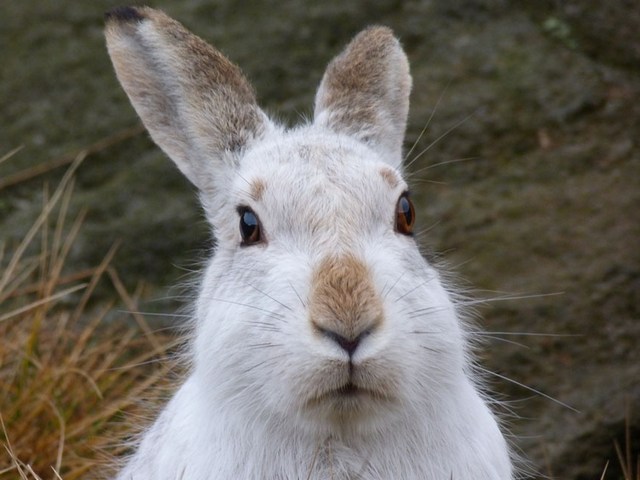 Содержание зайцев и уход за ними | ЗооТом - продажа, вязка и услуги для животных в Гусиноозерске