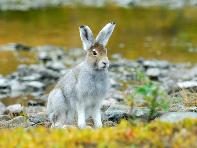 Содержание зайцев и уход за ними | ЗооТом - продажа, вязка и услуги для животных в Гусиноозерске