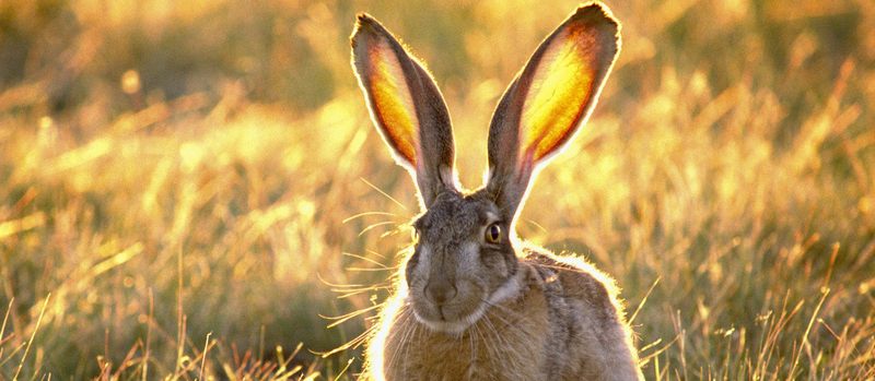 Все о зайцах | ЗооТом - продажа, вязка и услуги для животных в Гусиноозерске