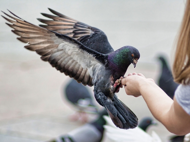 Все о голубях | ЗооТом - продажа, вязка и услуги для животных в Гусиноозерске