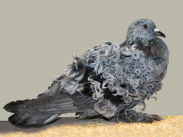 Породы голубей | ЗооТом - продажа, вязка и услуги для животных в Гусиноозерске