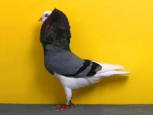 Породы голубей | ЗооТом - продажа, вязка и услуги для животных в Гусиноозерске