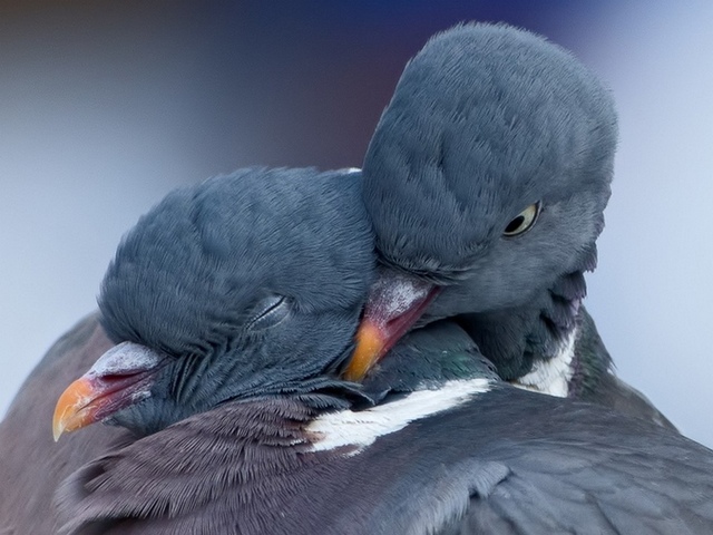 Содержание голубей и уход за ними в Гусиноозерске