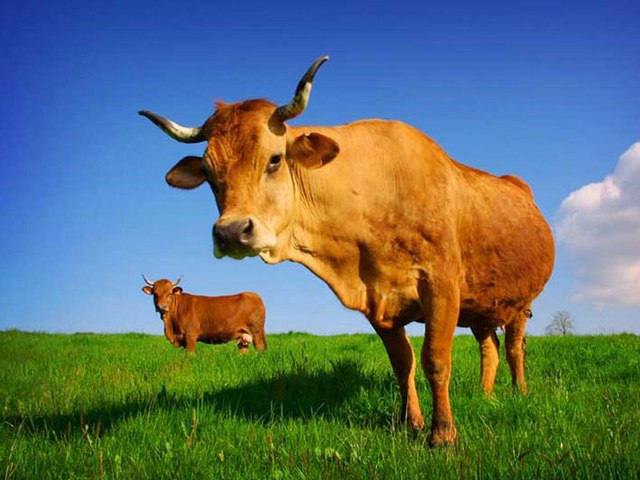 Все о коровах в Гусиноозерске | ЗооТом портал о животных