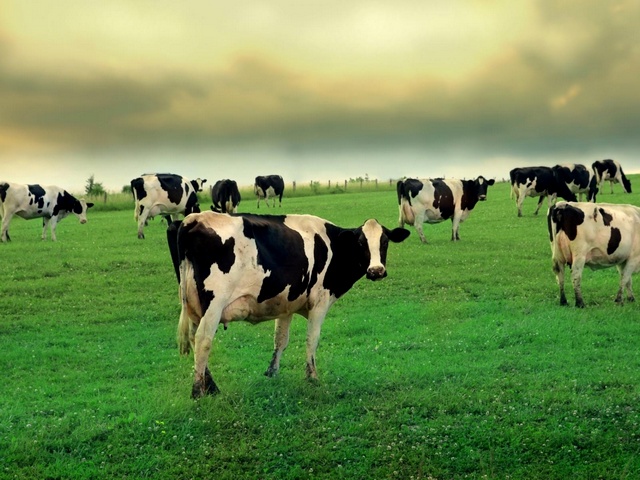 Содержание коров и уход за ними в Гусиноозерске | ЗооТом портал о животных