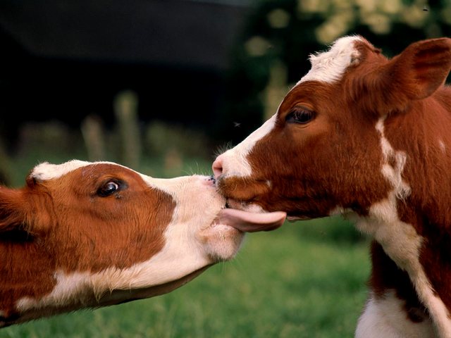Статьи о коровах в Гусиноозерске | ЗооТом портал о животных