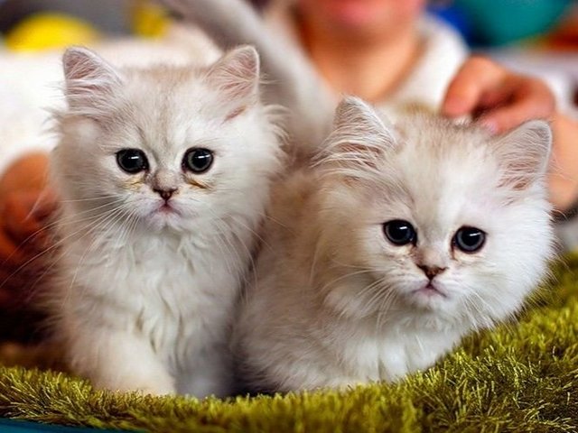 Породы кошек в Гусиноозерске | ЗооТом портал о животных