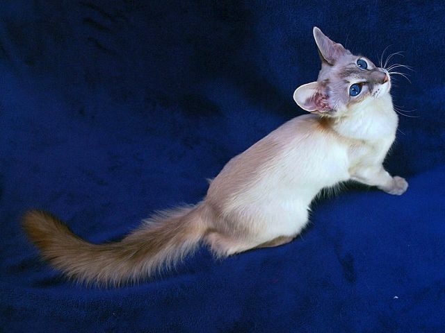 Выведенные породы кошек в Гусиноозерске | ЗооТом портал о животных