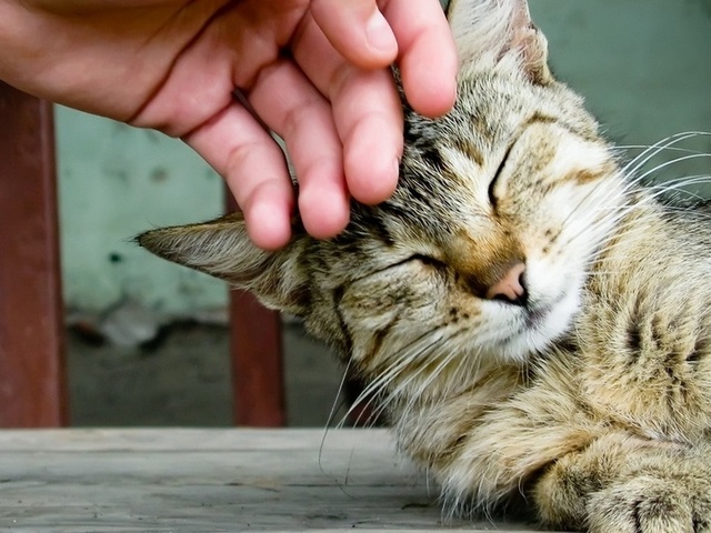 Интересные статьи о кошках в Гусиноозерске | ЗооТом портал о животных