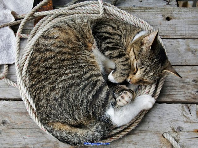 Все о кошках в Гусиноозерске | ЗооТом портал о животных