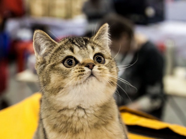 Выставки кошек в Гусиноозерске | ЗооТом портал о животных