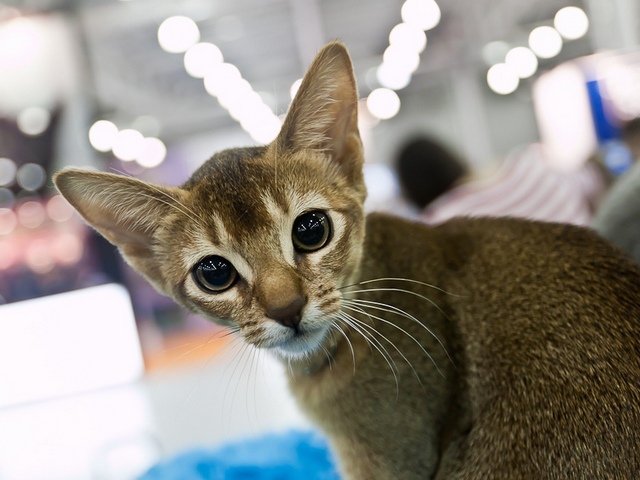 Выставки кошек в Гусиноозерске | ЗооТом портал о животных