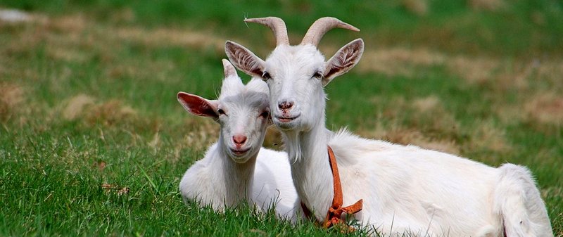 Все о козах в Гусиноозерске | ЗооТом портал о животных
