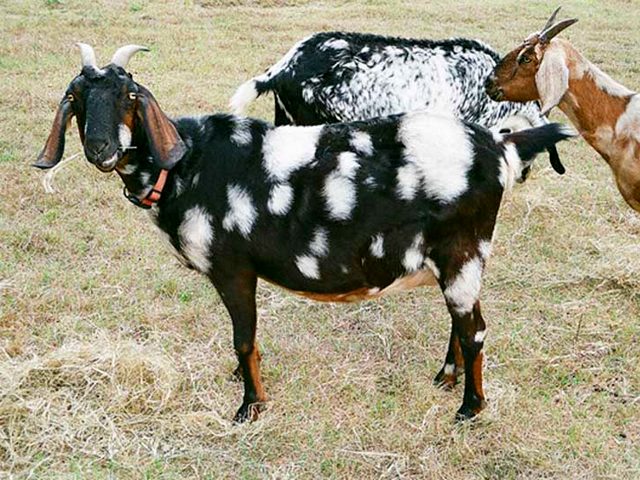 Породы коз в Гусиноозерске | ЗооТом портал о животных