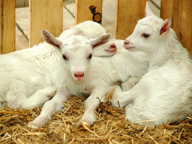 Содержание коз и уход за ними в Гусиноозерске | ЗооТом портал о животных