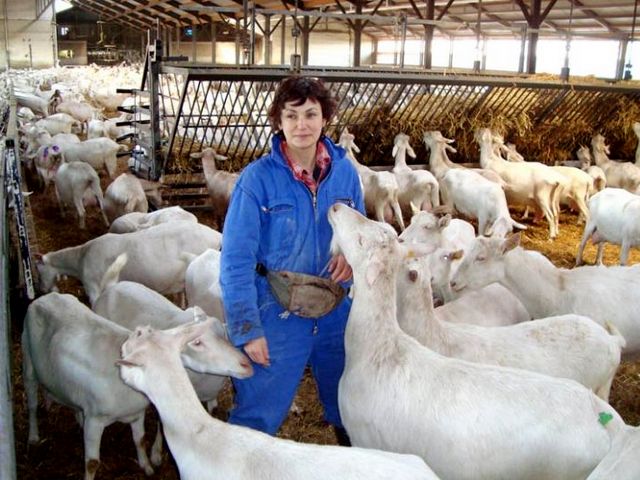 Содержание коз и уход за ними в Гусиноозерске | ЗооТом портал о животных
