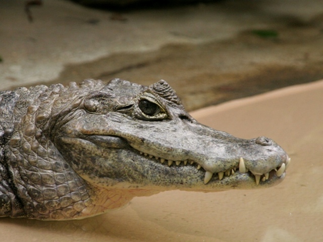 Все о крокодилах в Гусиноозерске | ЗооТом портал о животных
